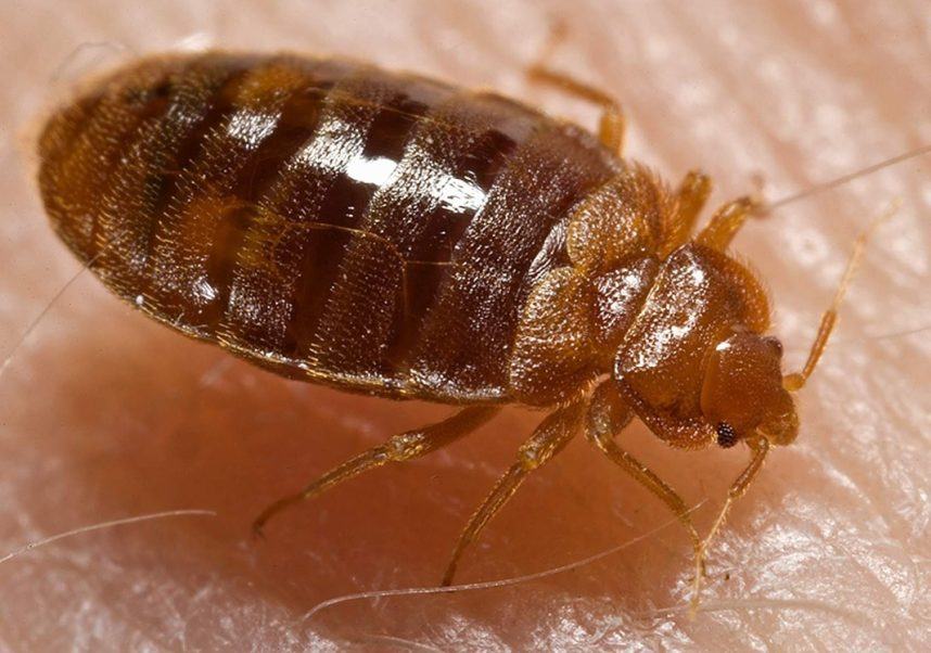 Las Vegas Bed Bug Epidemic? Luxor, Treasure Island Latest Named in Lawsuits (Land Casino & Gambling News (Casino Projects & Openings) - Casino.org)